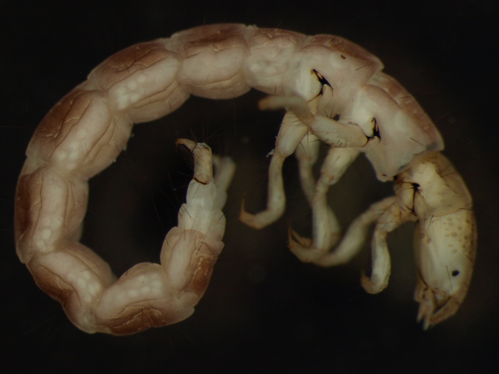 Neureclipsis bimaculata 1